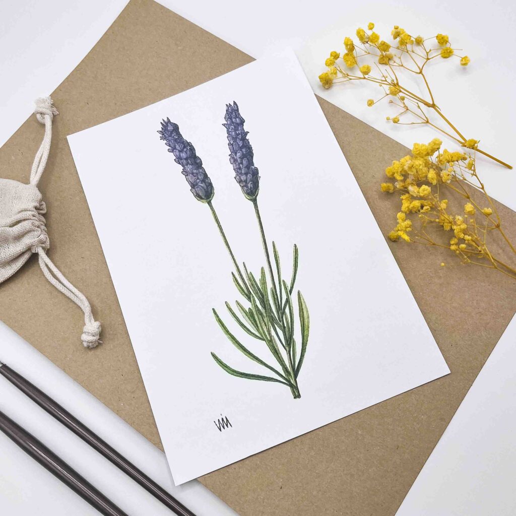 lámina de flor de lavanda